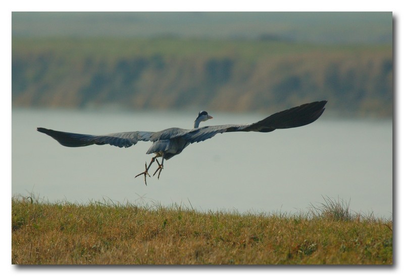 Airone cenerino - Ardea cinerea